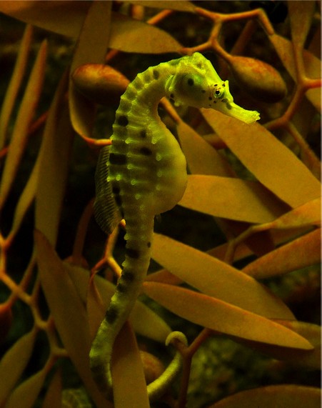 морской конек